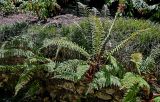 Polystichum setiferum. Спороносящие растения. Португалия, округ Лиссабон, г. Синтра, в парке. 05.08.2025.