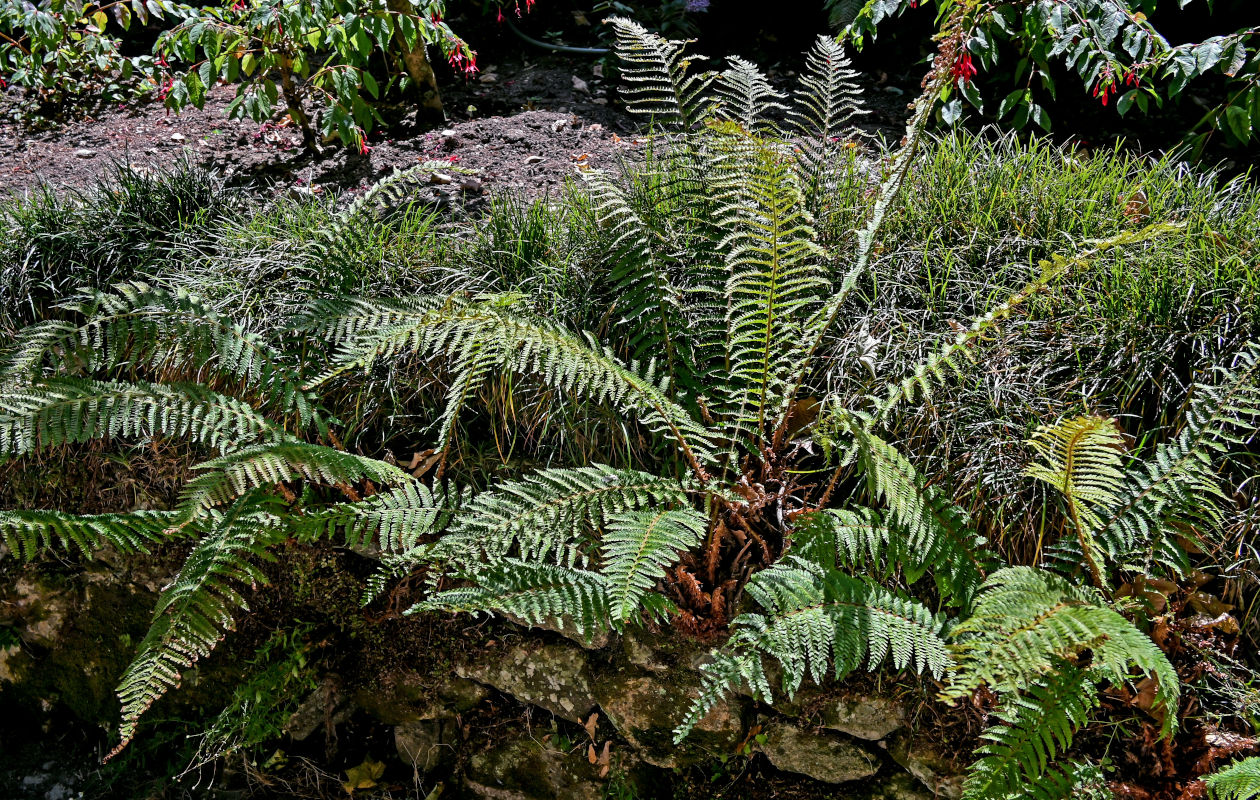 Image of Polystichum setiferum specimen.