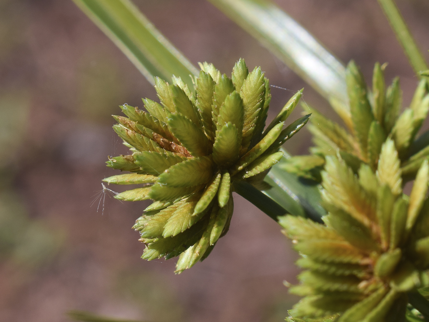 Изображение особи Cyperus eragrostis.