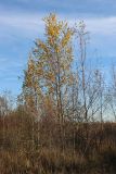 Betula pendula. Молодые деревья с листвой в осенней окраске (некоторые почти сбросили листву). Ленинградская обл., Всеволожский р-н, Ю окр. дер. Коккорево, берег Ладожского оз., песчаный береговой вал, заросли Salix с примесью Betula pendula и Pinus sylvestris. 19.10.2025.