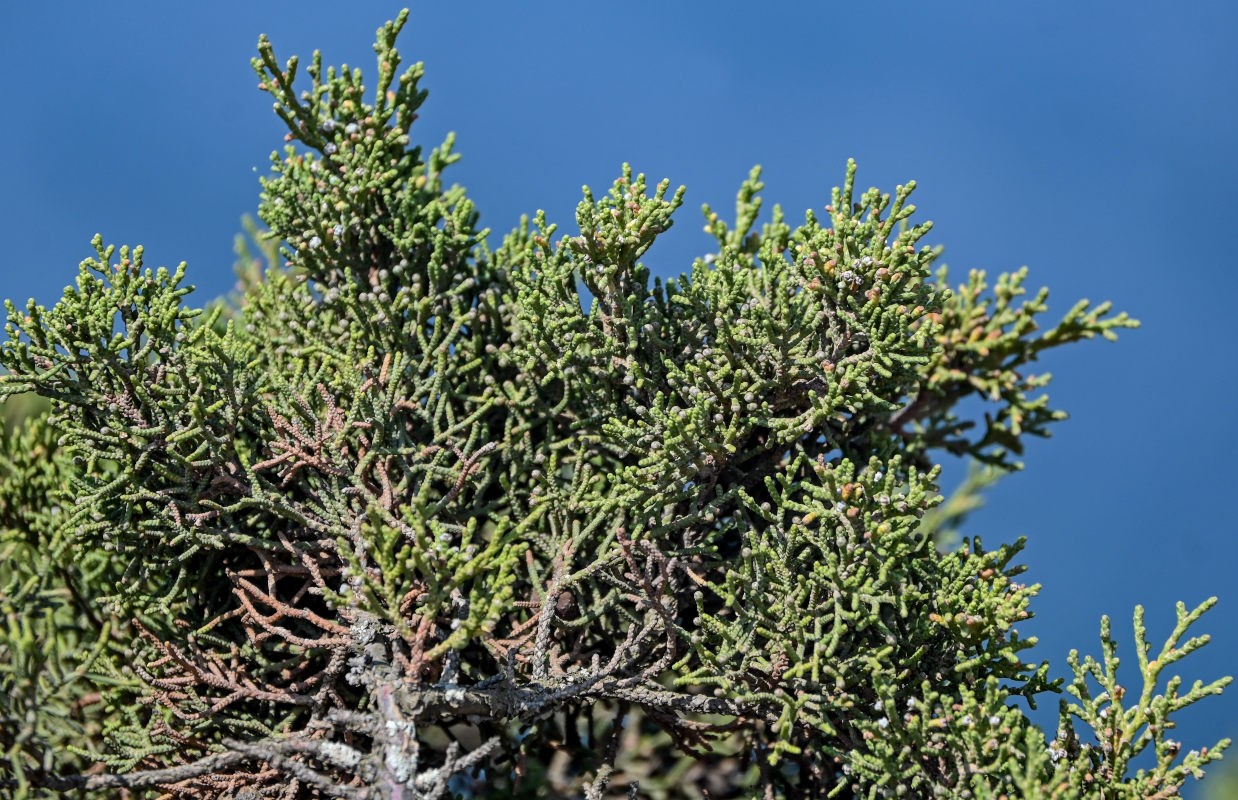 Изображение особи Juniperus phoenicea.