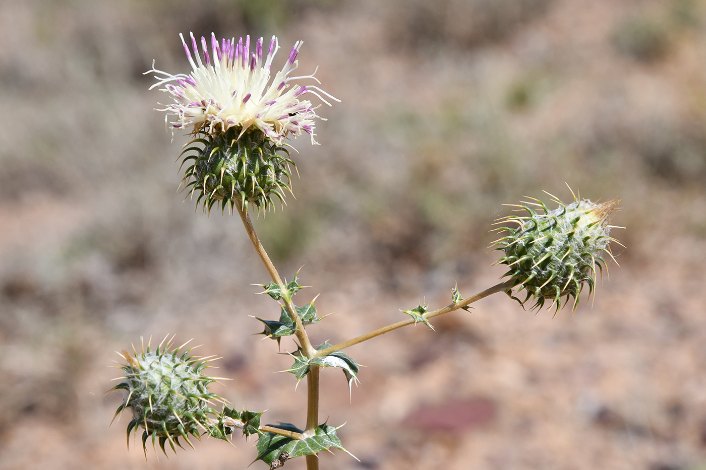 Image of Cousinia affinis specimen.