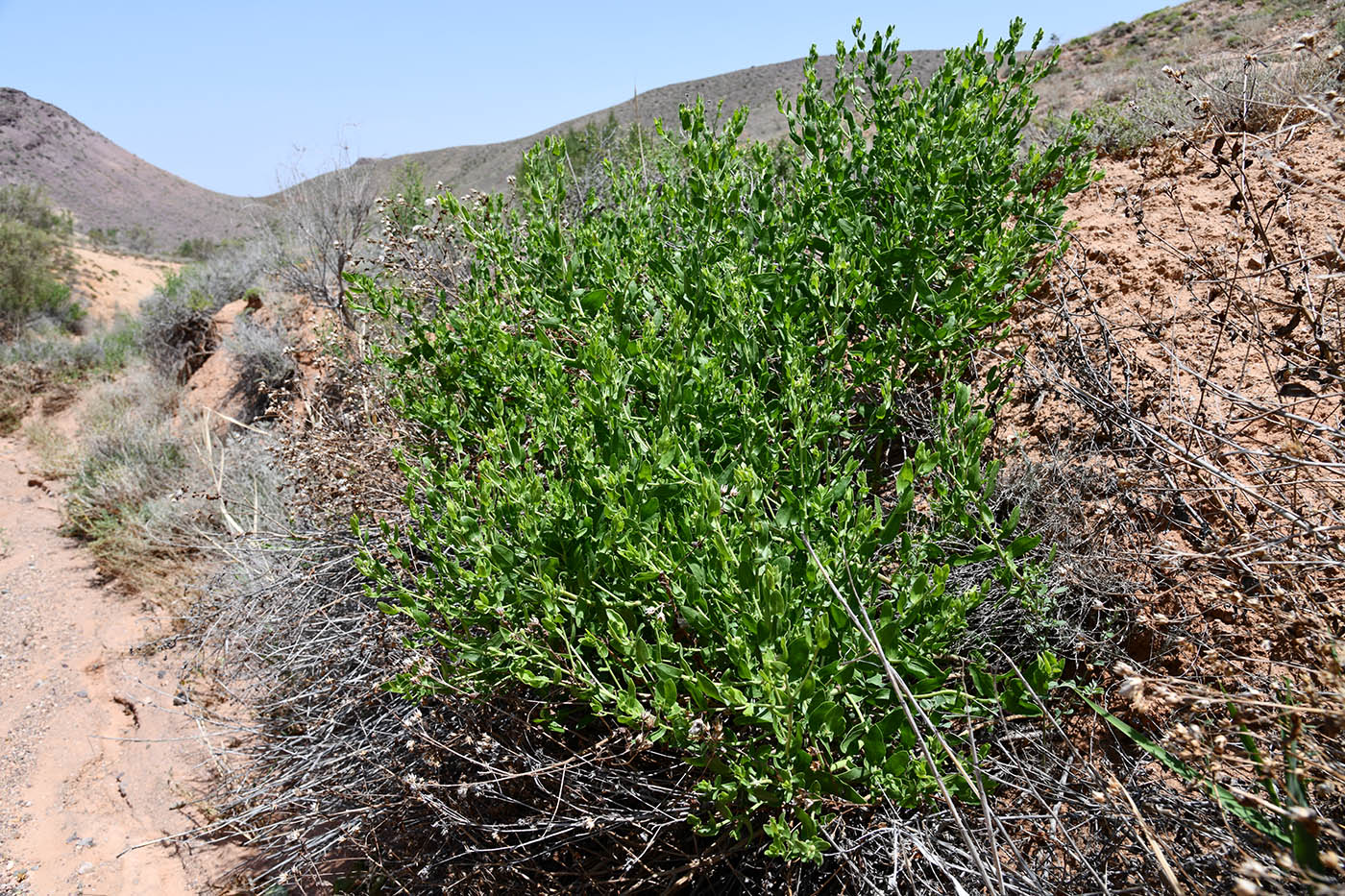 Image of class Magnoliopsida specimen.