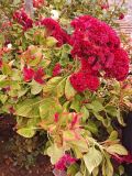 Смотреть изображение Celosia cristata