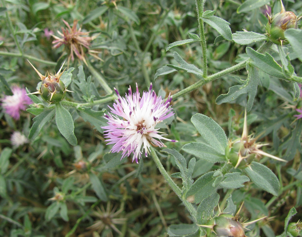 Image of Centaurea iberica specimen.