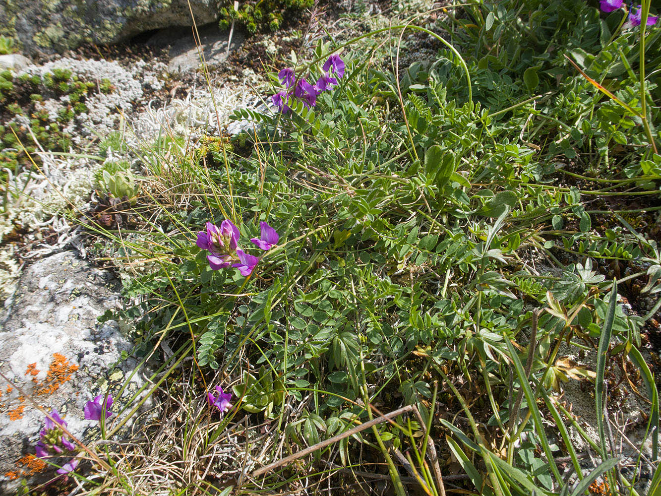Изображение особи Vicia sosnowskyi.