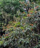 Изображение особи. Автор - Марина Скотникова