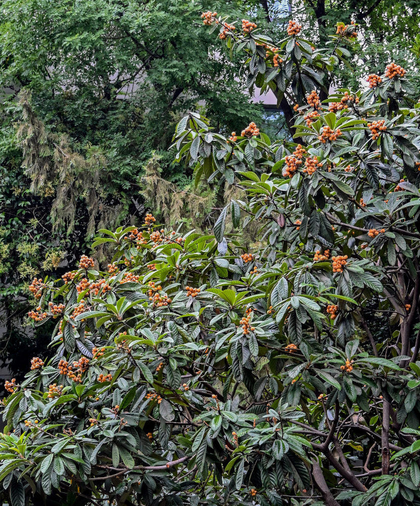 Изображение особи Eriobotrya japonica.