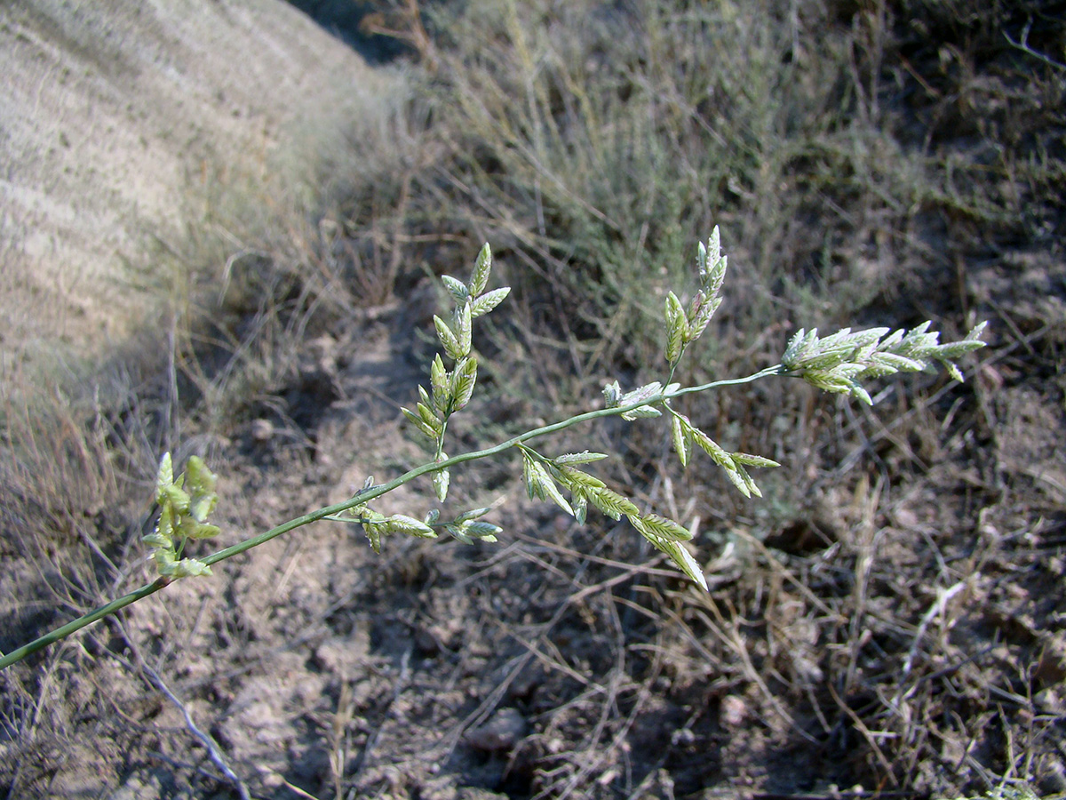Image of Eragrostis cilianensis specimen.