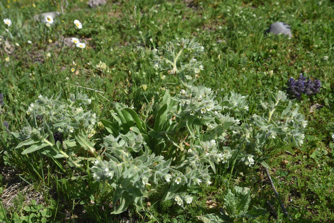 Image of genus Nonea specimen.