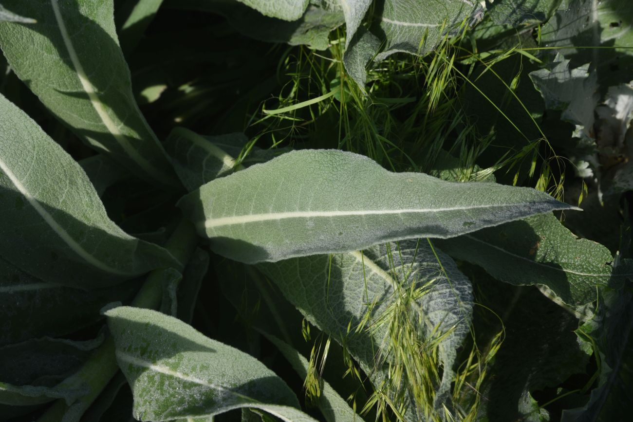 Image of genus Verbascum specimen.