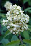 Sambucus sibirica. Верхушка побега с соцветием. Свердловская обл., окр. г. Североуральск, дачный участок. 04.06.2022.