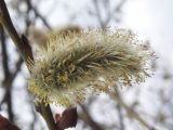 Salix caprea