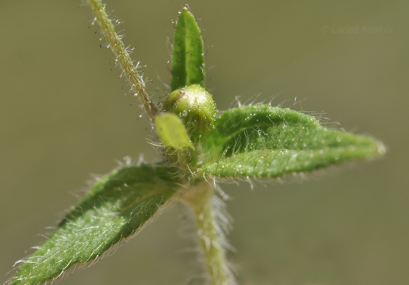 Image of Galinsoga quadriradiata specimen.