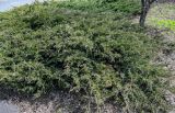 Juniperus sabina. Плодоносящие растения. Волгоградская обл., Камышинский р-н, г. Камышин, в культуре. 11.04.2026.