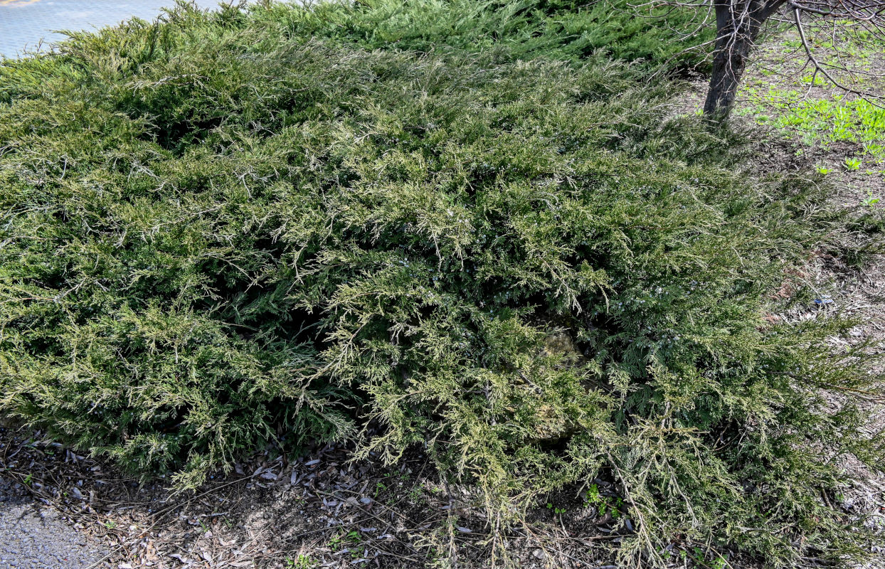 Image of Juniperus sabina specimen.