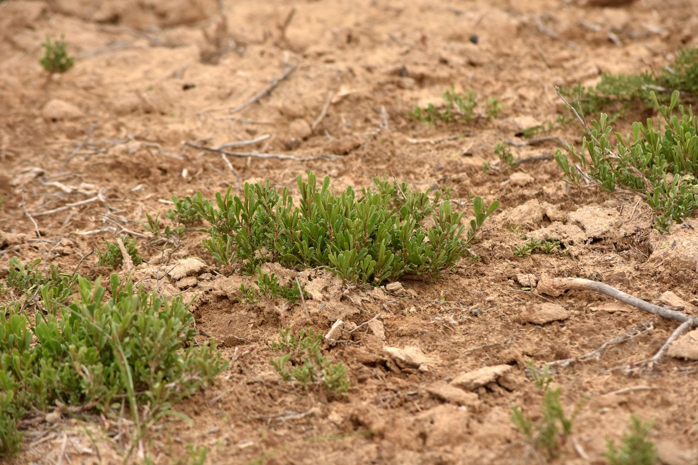 Изображение особи Limonium suffruticosum.