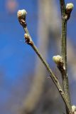 Caragana arborescens. Побеги с проснувшимися почками. Санкт-Петербург, Дудергофские высоты, поляна близ вершины среди широколиственного леса. 21.04.2026.