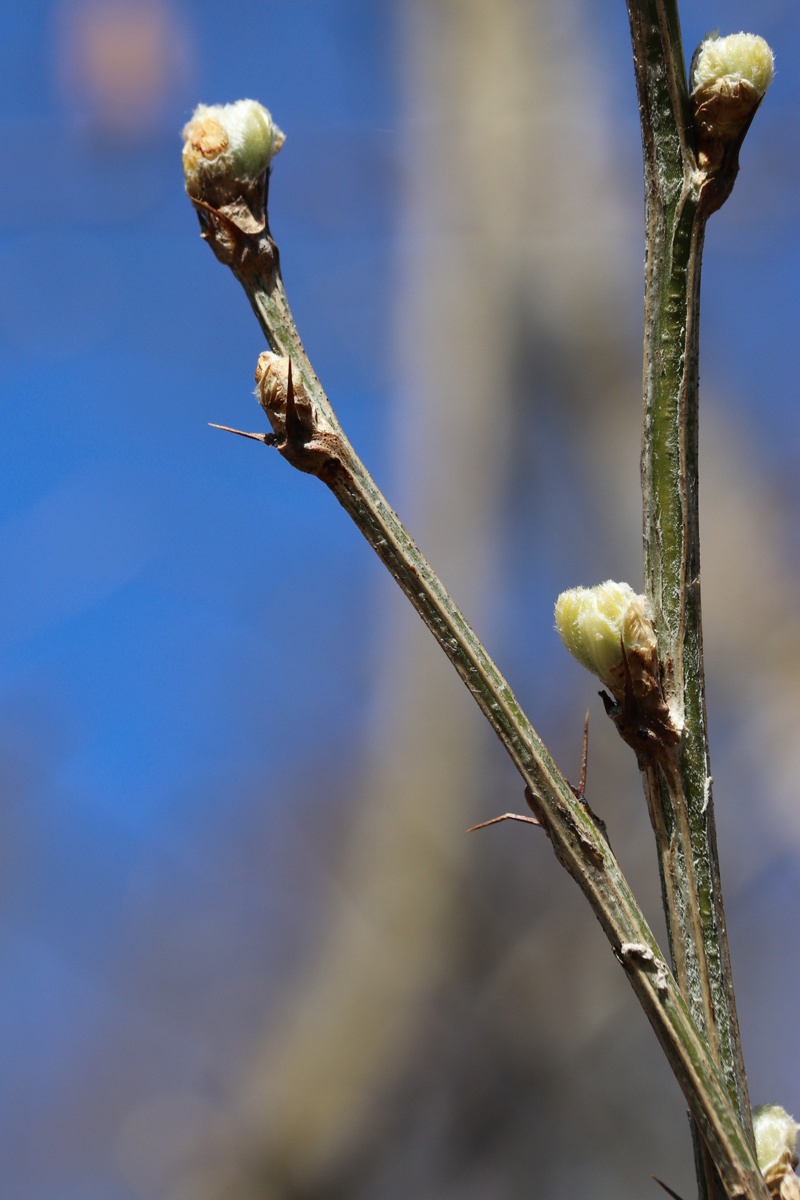 Image of Caragana arborescens specimen.