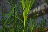 Carex acuta. Часть побега с молодыми листьями. Московская обл., Раменский р-н, окр. дер. Хрипань, садовый участок. 17.05.2026.