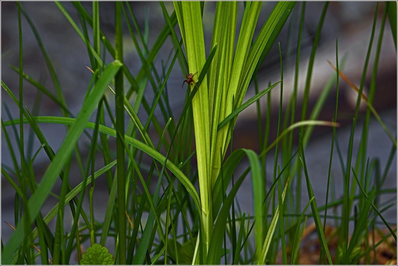 Изображение особи Carex acuta.