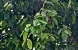 Citrus × aurantiifolia. Верхушка ветви с плодами. Китай, пров. Цзянсу, г. Сучжоу, в культуре. 27.05.2025.