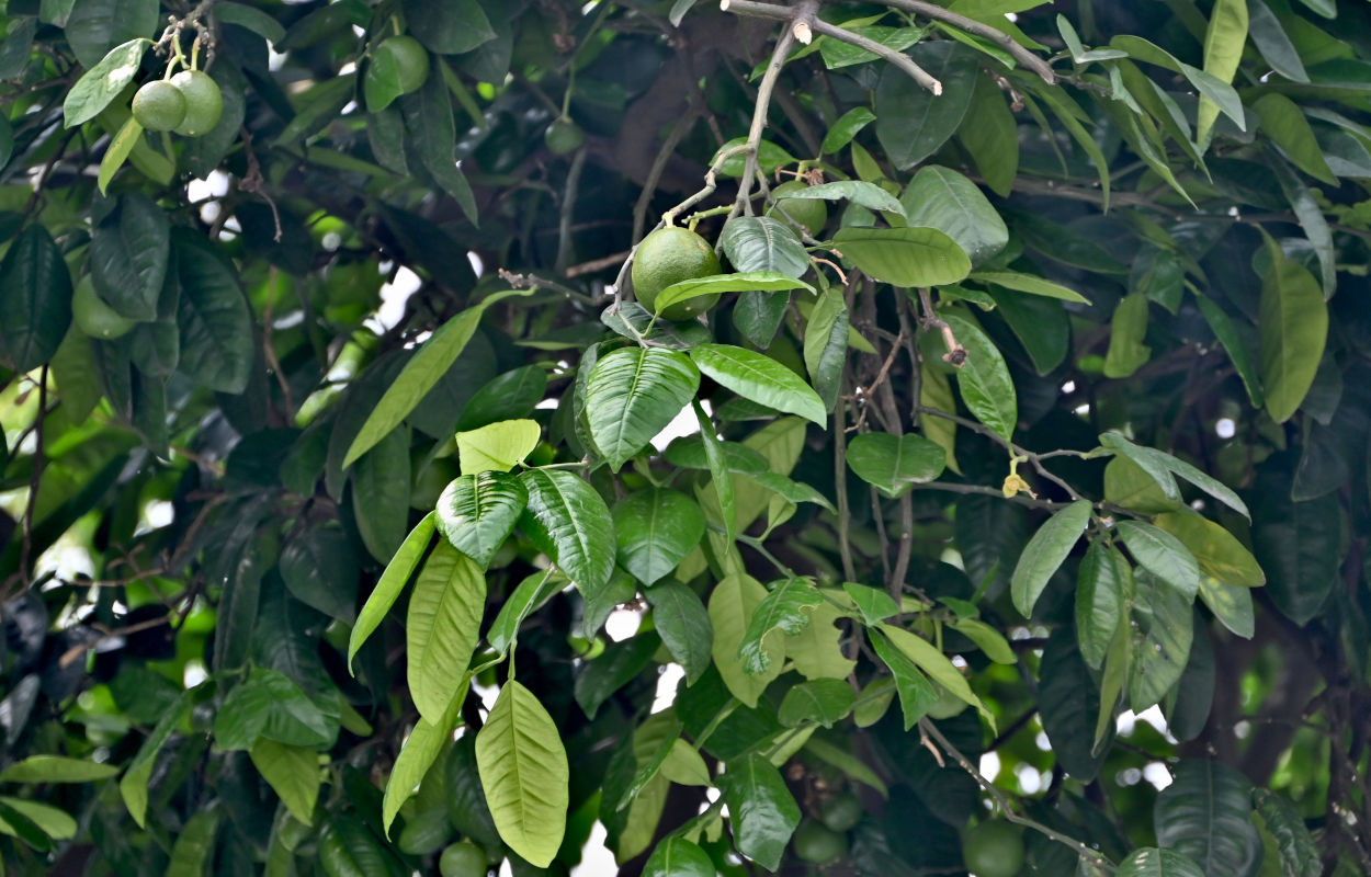 Image of Citrus × aurantiifolia specimen.