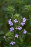 род Thymus