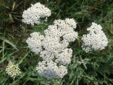 Achillea setacea