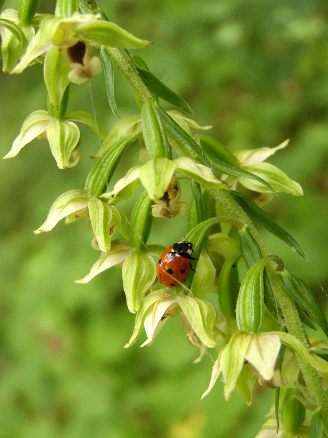 Image of Epipactis helleborine specimen.