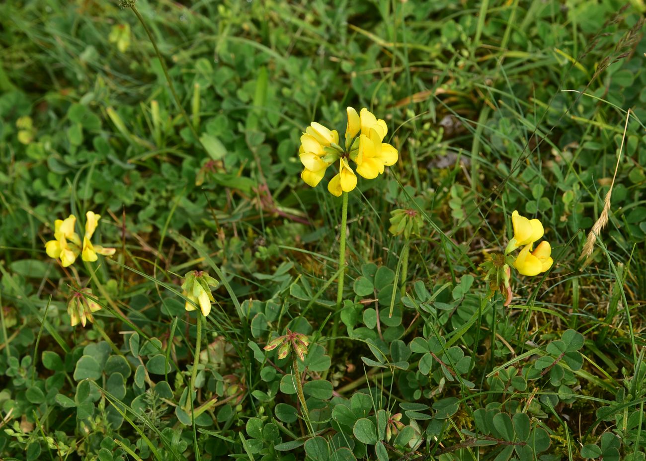 Image of Unknown species specimen.
