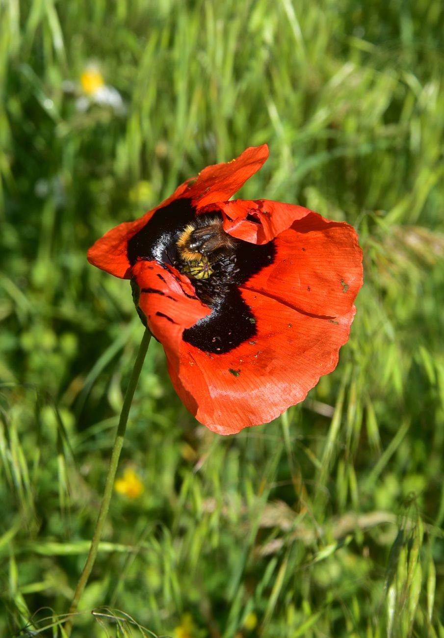Image of genus Papaver specimen.