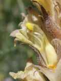 Orobanche kotschyi