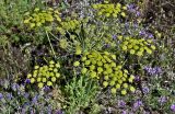 Смотреть изображение Zosima absinthifolia