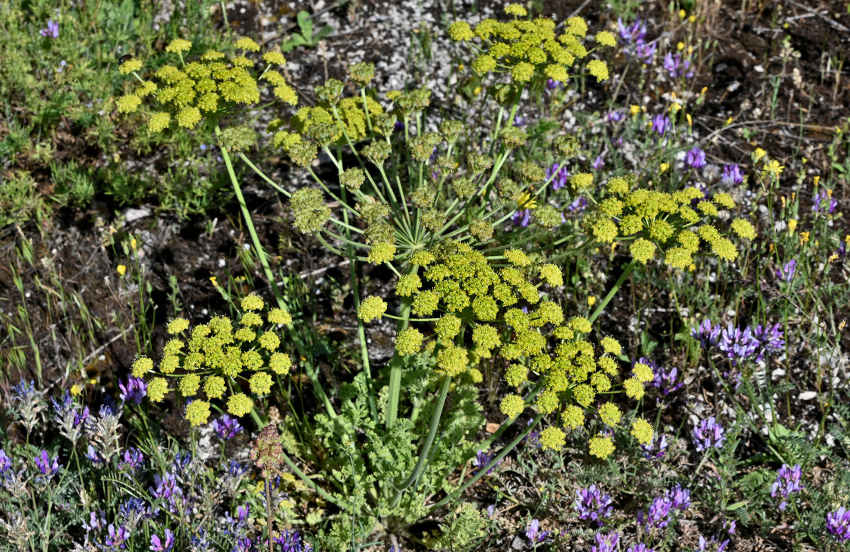 Image of Zosima absinthifolia specimen.