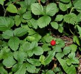 Duchesnea indica. Фрагмент плодоносящего растения. Краснодарский край, муниципальное образование город-курорт Сочи, Адлерский р-н, Кудепстинский сельский округ, окр. пос. Дубравный, Кудепстинский дендропарк, широколиственный лес. 05.07.2024.