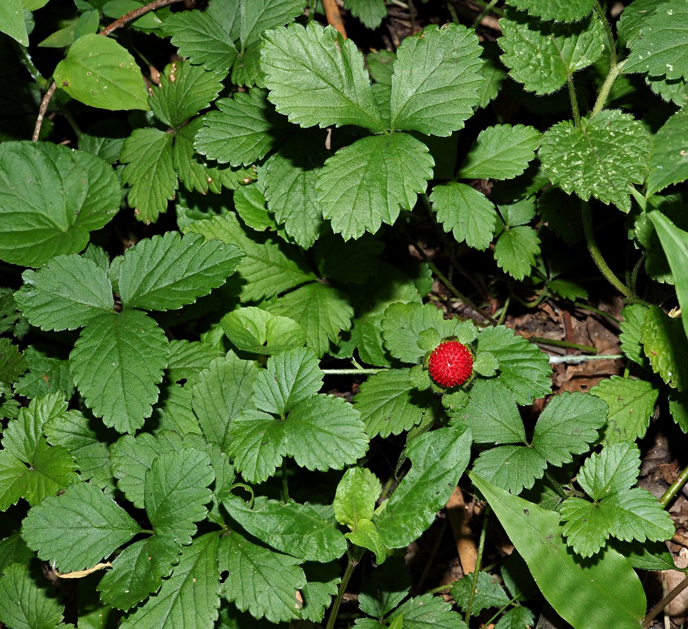 Изображение особи Duchesnea indica.