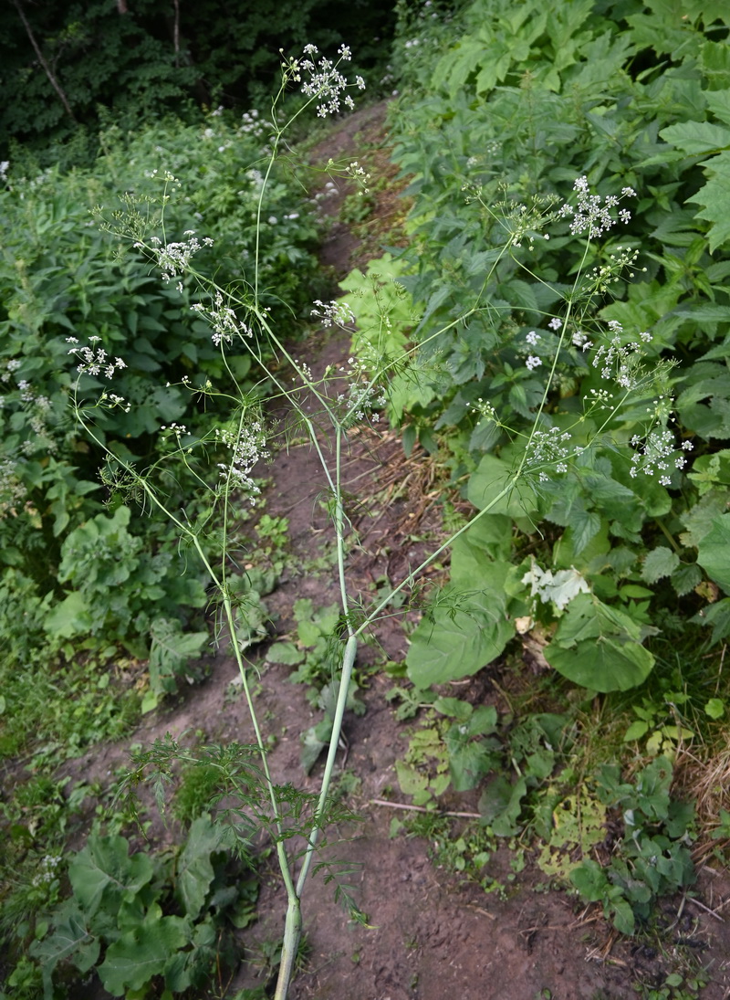 Image of Chaerophyllum bulbosum specimen.