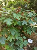 Hydrangea quercifolia. Цветущее растение. Абхазия, г. Сухум, Ботанический сад. 13.08.2024.