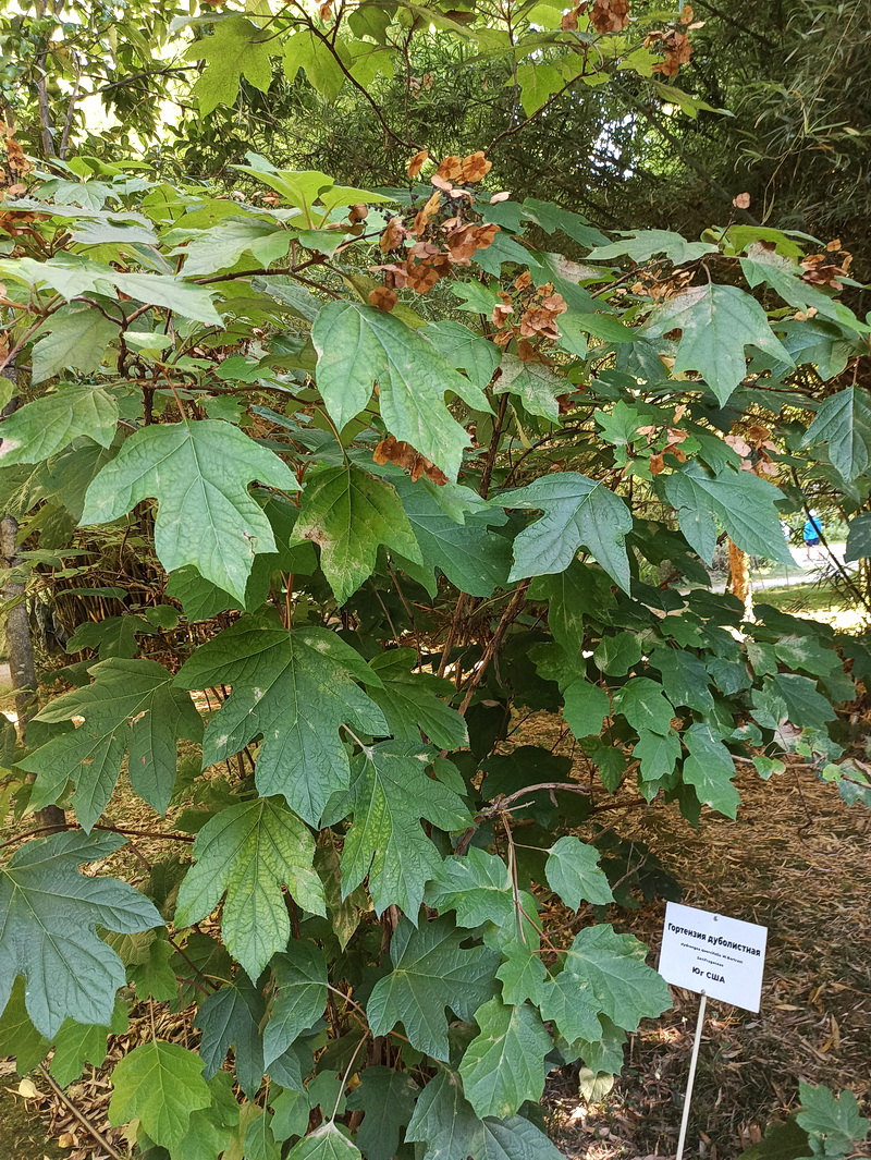 Изображение особи Hydrangea quercifolia.