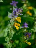 Смотреть изображение Melampyrum nemorosum