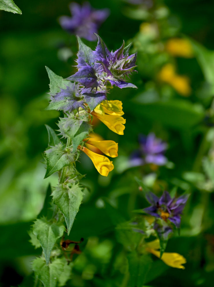 Изображение особи Melampyrum nemorosum.