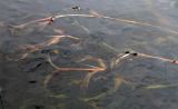 Potamogeton alpinus. Побеги растения у поверхности воды. Ярославская обл., Мышкинский р-н, дер. Кокошилово, р. Ломиха. 18.05.2011.
