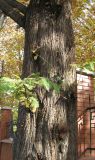 Metasequoia glyptostroboides. Ствол взрослого дерева. Крым, Симферополь. 31 октября 2008 г.