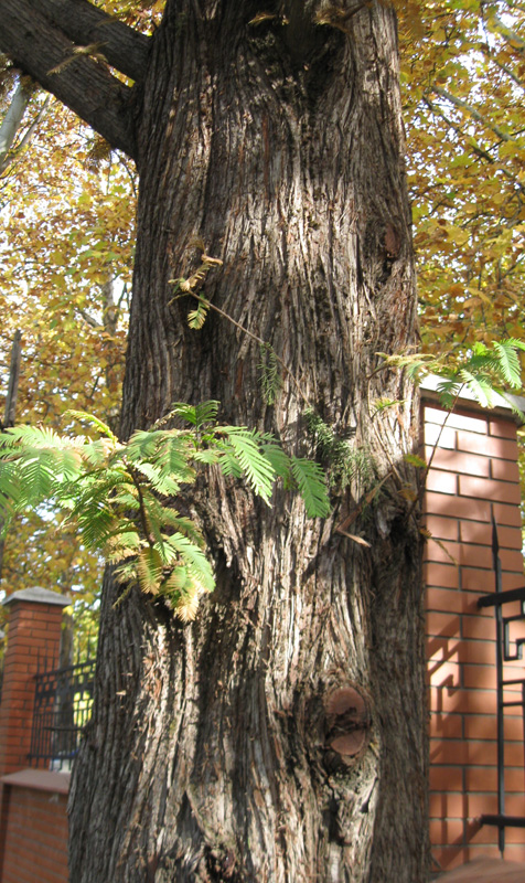 Изображение особи Metasequoia glyptostroboides.