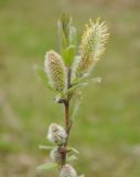 genus Salix