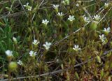 Saxifraga tridactylites