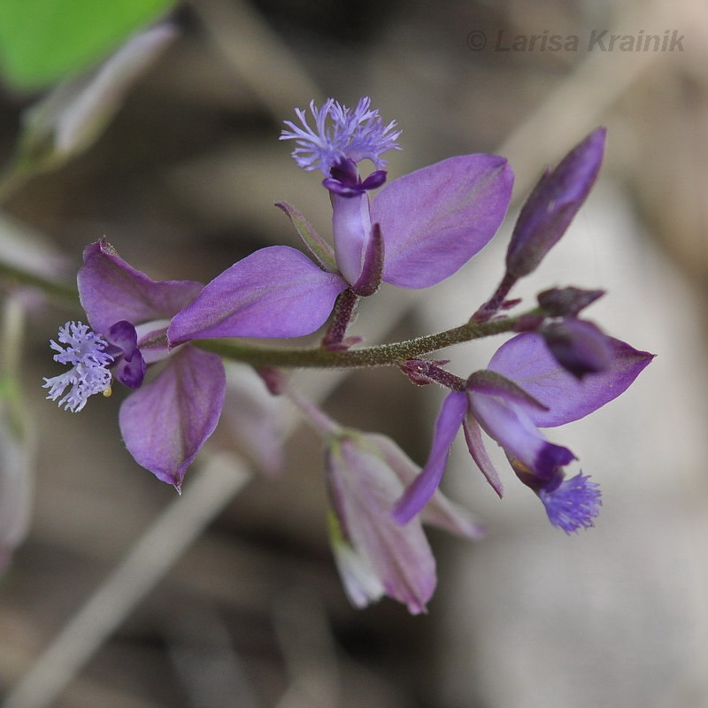 Image of Polygala japonica specimen.