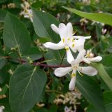 Lonicera tatarica. Побег с цветками. Свердловская обл., Первоуральский городской округ, окрестности ж.-д. станции Хрустальная, в культуре. 12.06.2011.