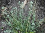 Teucrium capitatum
